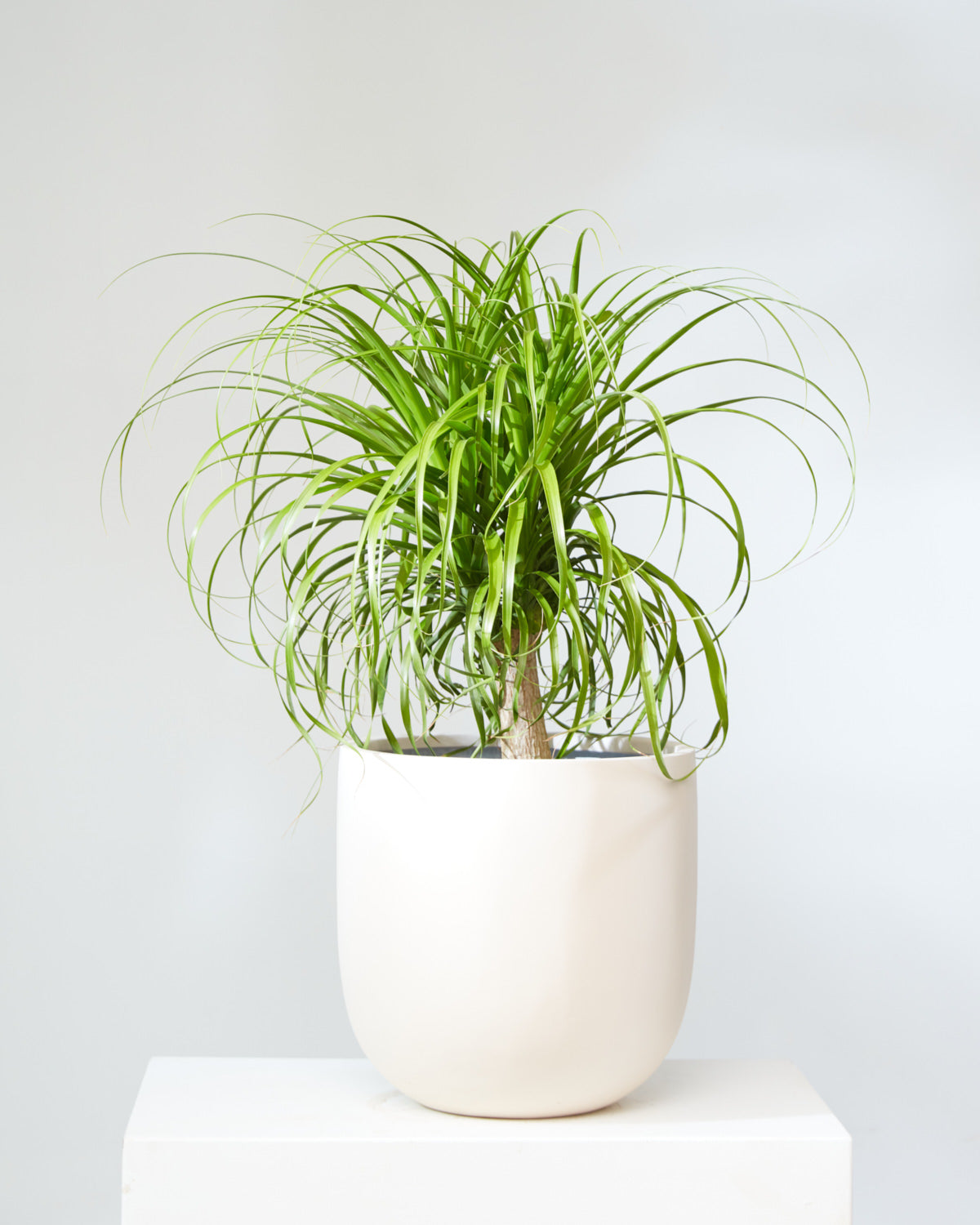 Ponytail Palm: Beaucarnea recurvata - 10 inch pot - 2-3 foot tall