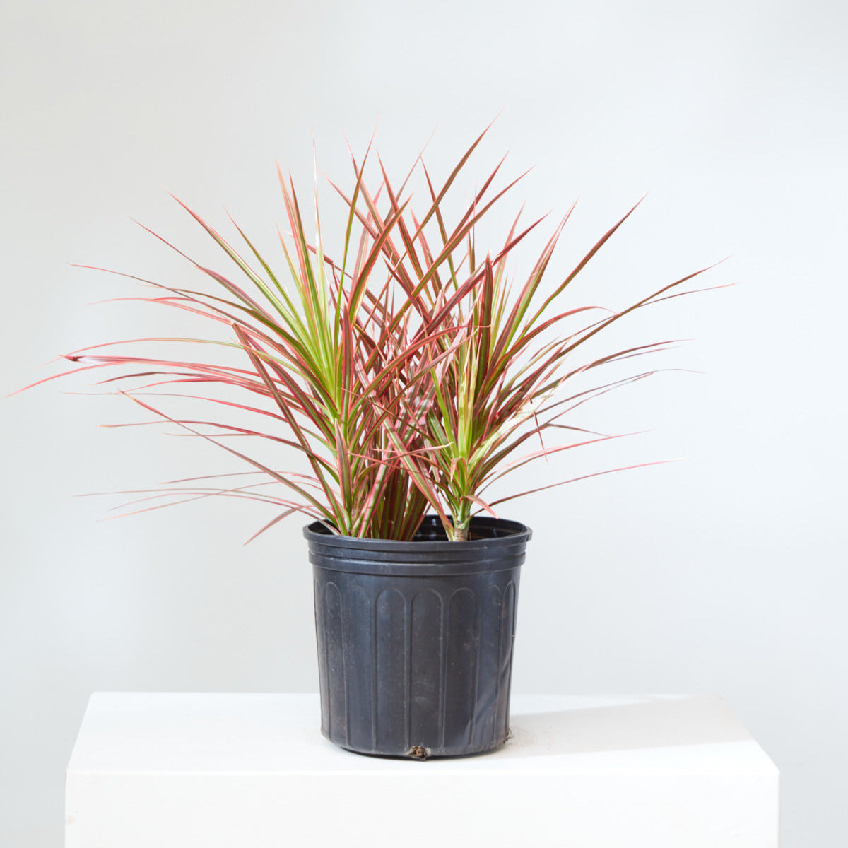 Colorama Dragon Bush: Dracaena marginata - 10 inch pot - 3-4 foot tall