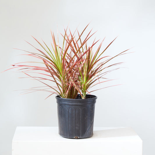 Colorama Dragon Bush: Dracaena marginata - 10 inch pot - 3-4 foot tall — indoor plant — indoor plant for sale by Promise Supply for delivery and pickup in Toronto.