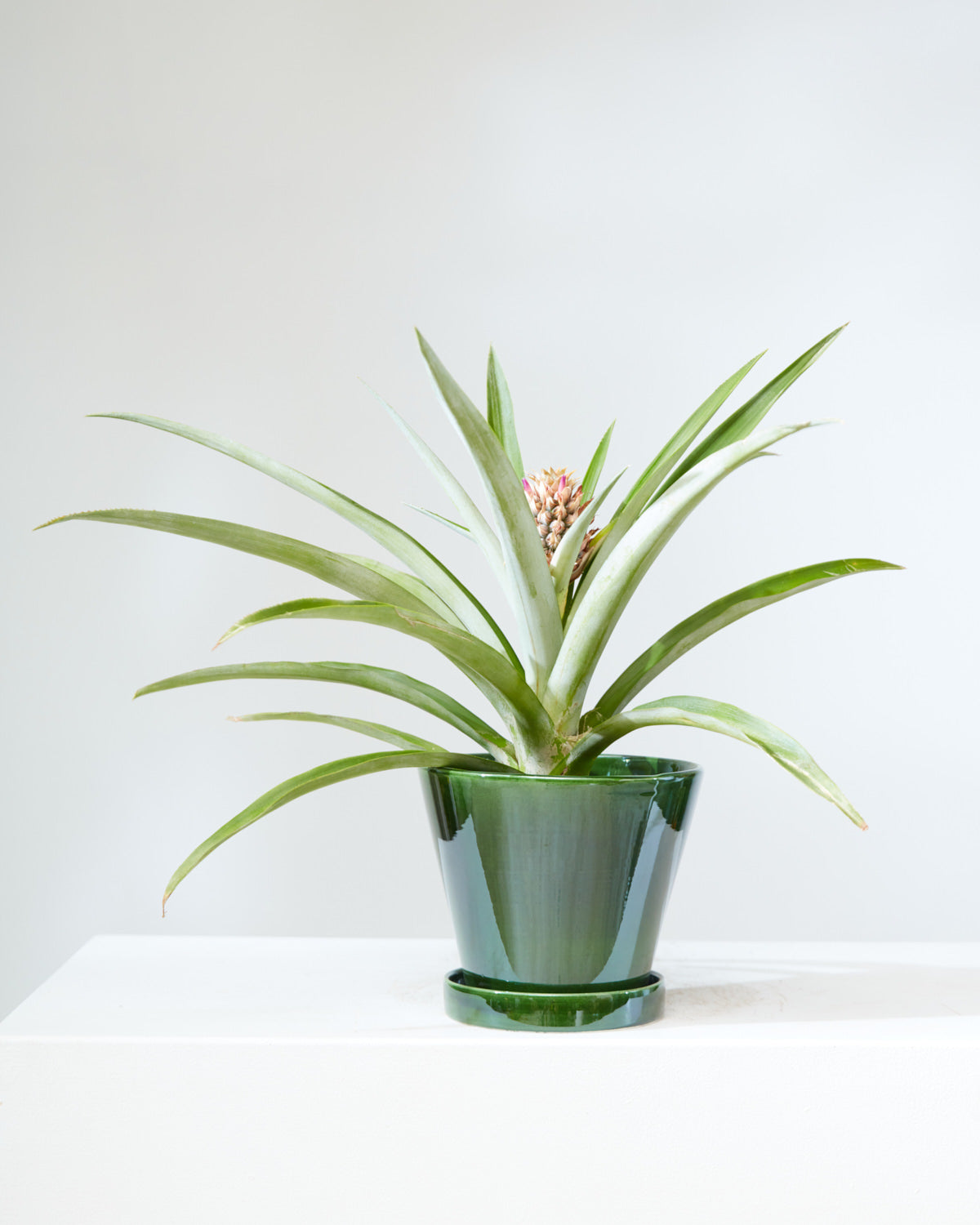 Pineapple Plant: Ananas ananassoides - 6 inch pot