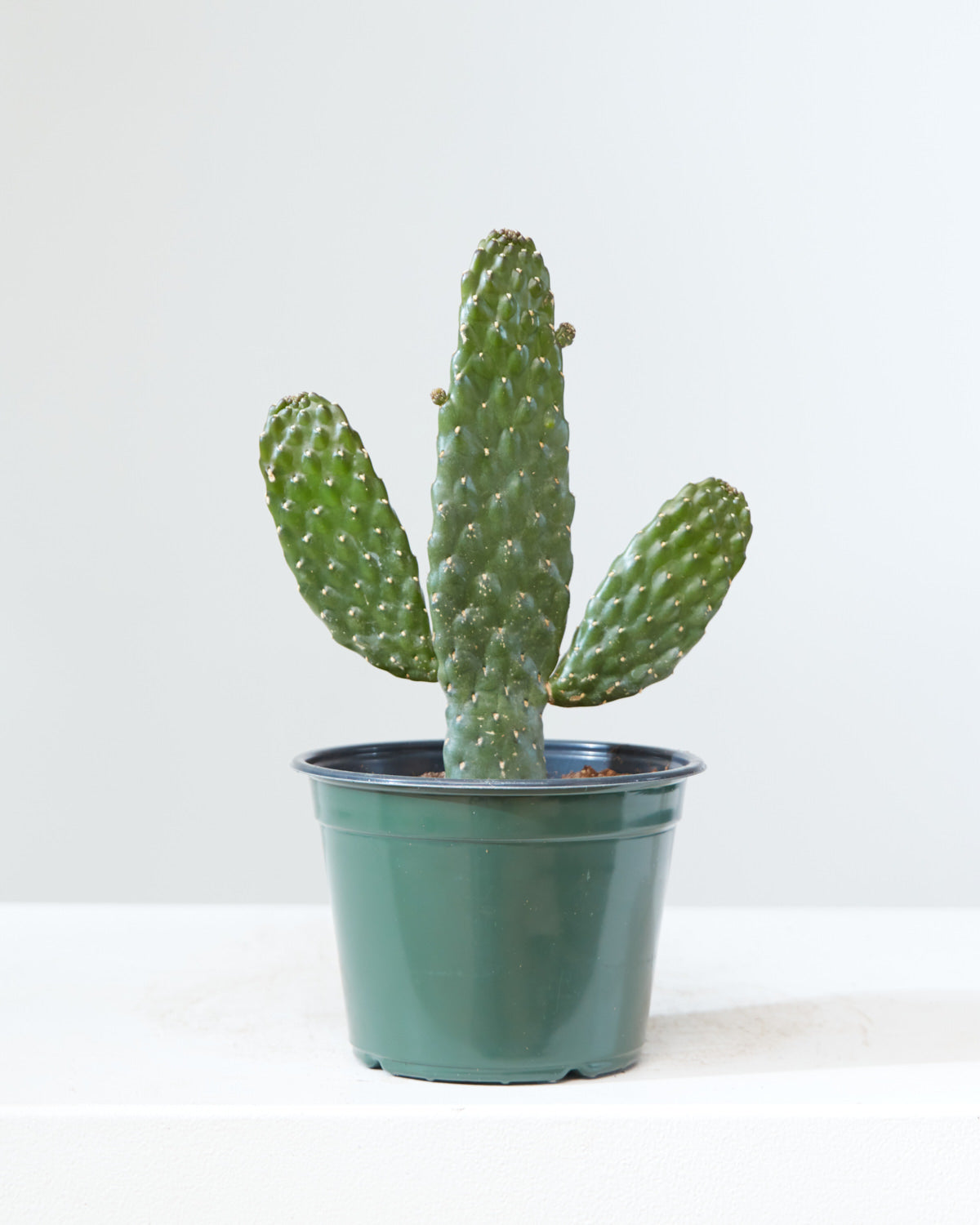 Caribbean Cartoon Tree Cactus: Opuntia consolea falcata - 6 inch pot