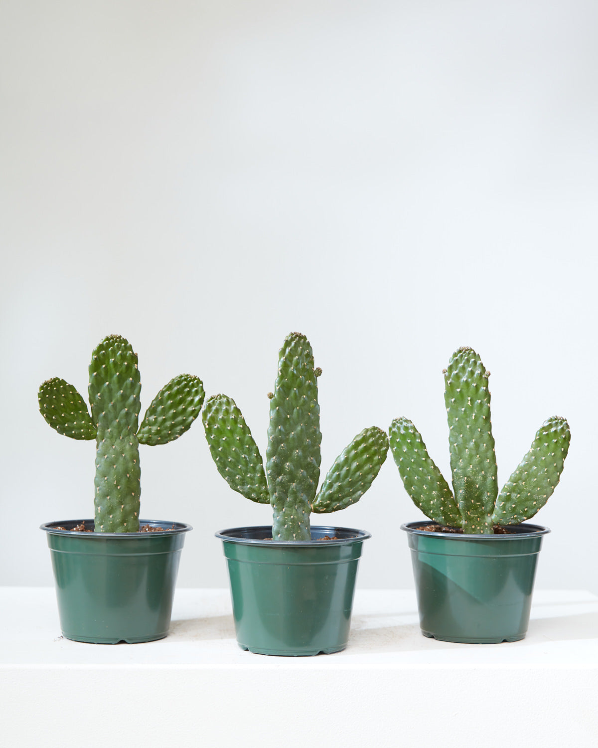 Caribbean Cartoon Tree Cactus: Opuntia consolea falcata - 6 inch pot