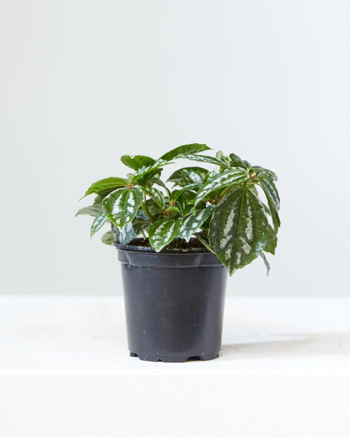 Aluminum Plant: Pilea cadierei - 4 inch pot