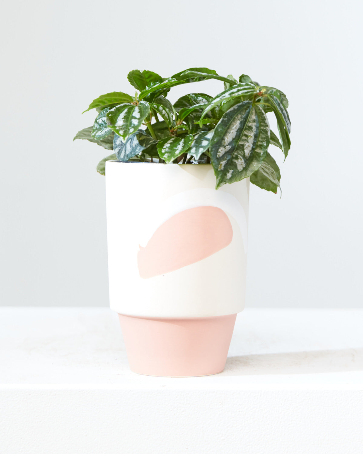 Aluminum Plant: Pilea cadierei - 4 inch pot