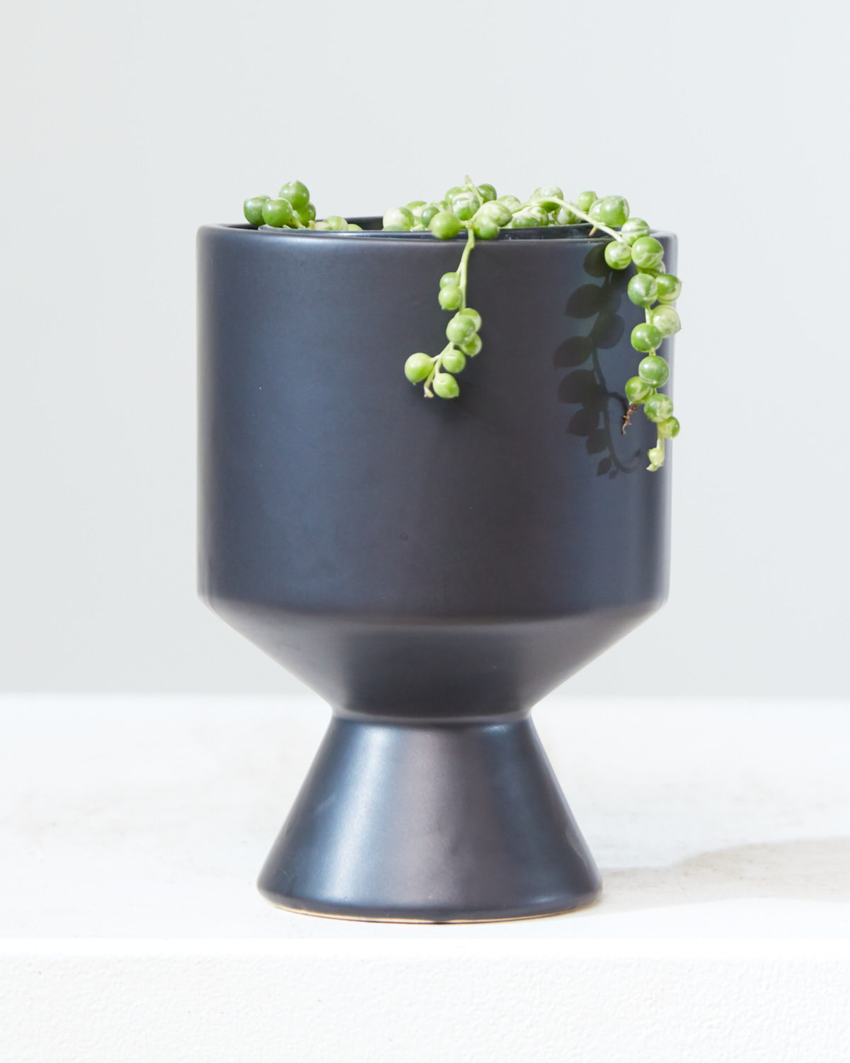 Variegated String of Pearls: Curio rowleyanus - 4 inch pot — indoor plant — indoor plant for sale by Promise Supply for delivery and pickup in Toronto.