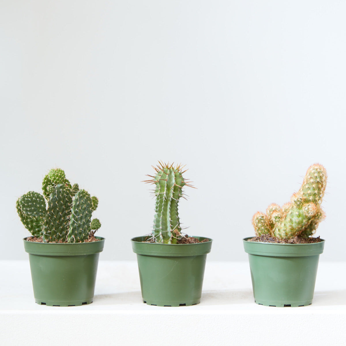 Assorted Cactus - 4 inch pot — indoor plant — indoor plant for sale by Promise Supply for delivery and pickup in Toronto.