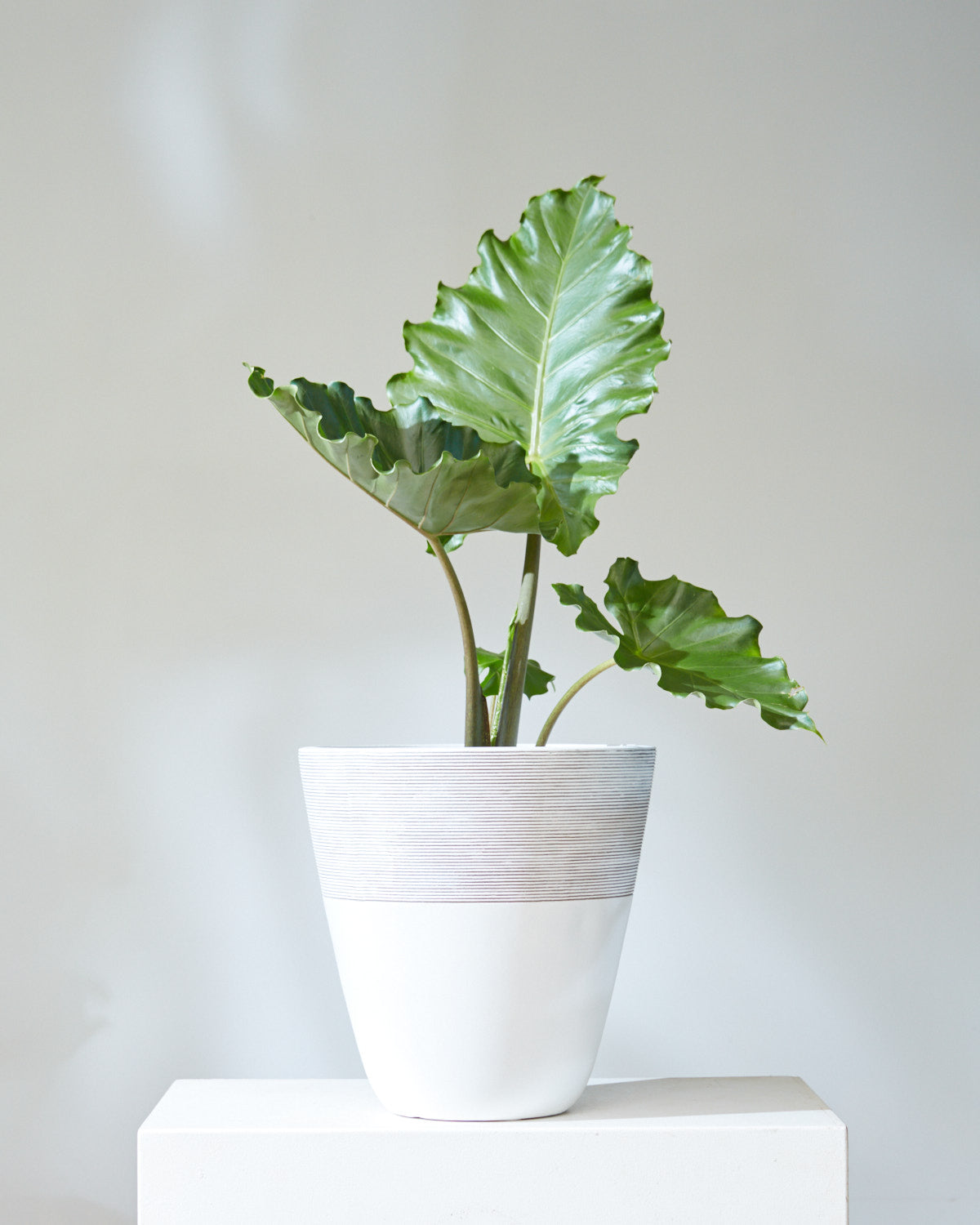 Lifestyle Planter | 10 inch Nursery Pot