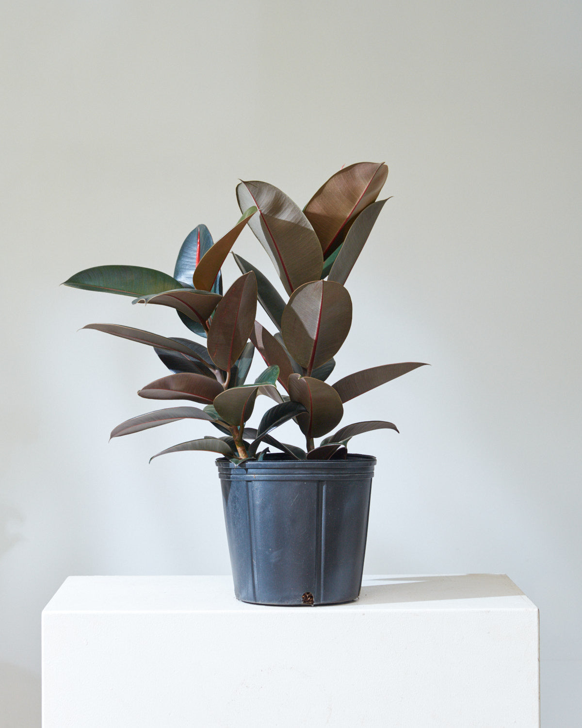 Burgundy Rubber Bush: Ficus elastica - 10 inch pot - 2.5-3 foot tall