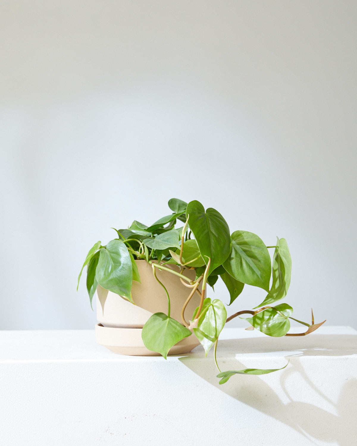 Heart Leaf: Philodendron cordatum - 6 inch pot — indoor plant — indoor plant for sale by Promise Supply for delivery and pickup in Toronto.