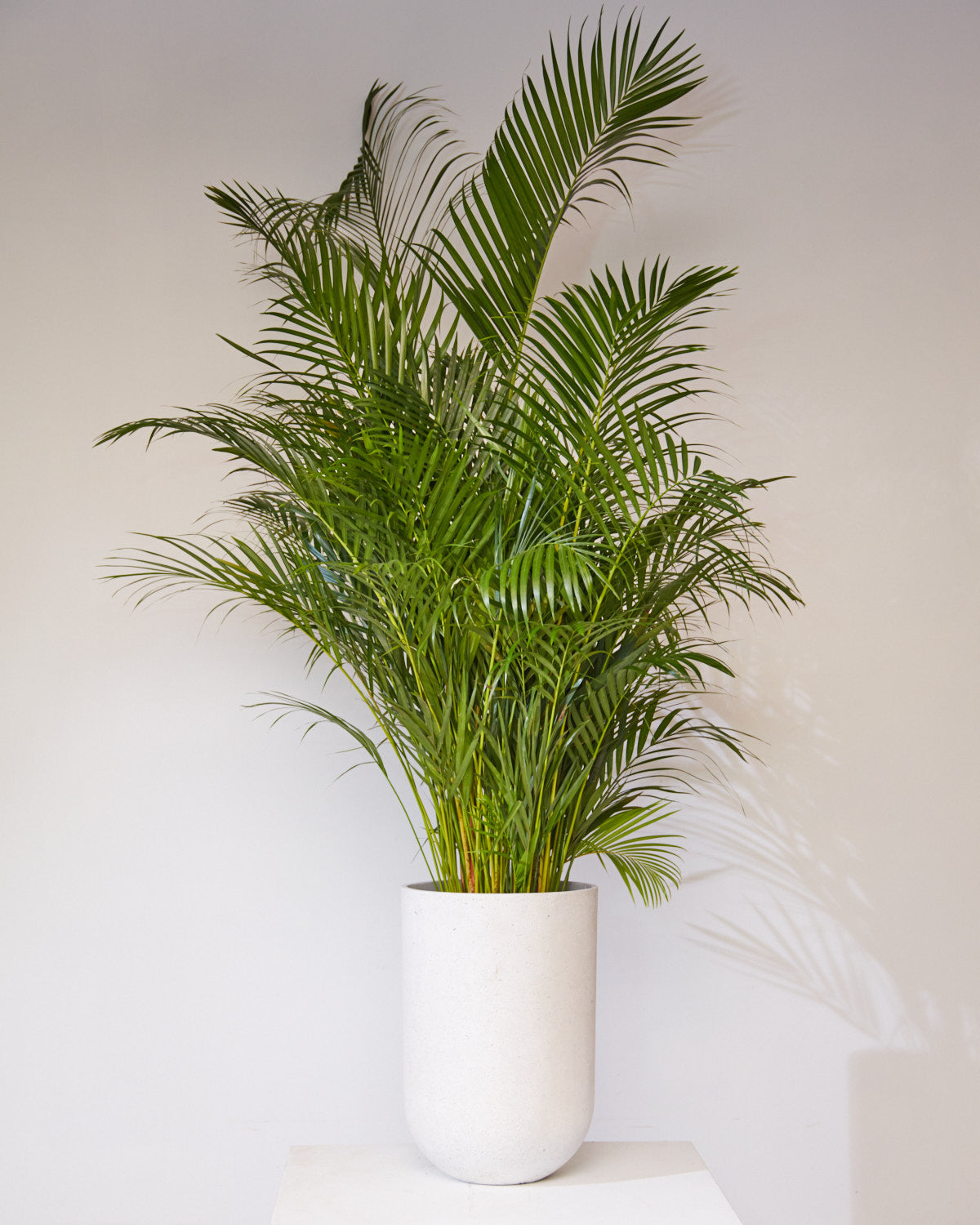 Areca Palm: Dypsis lutescens - 14 inch pot - 6+ foot tall