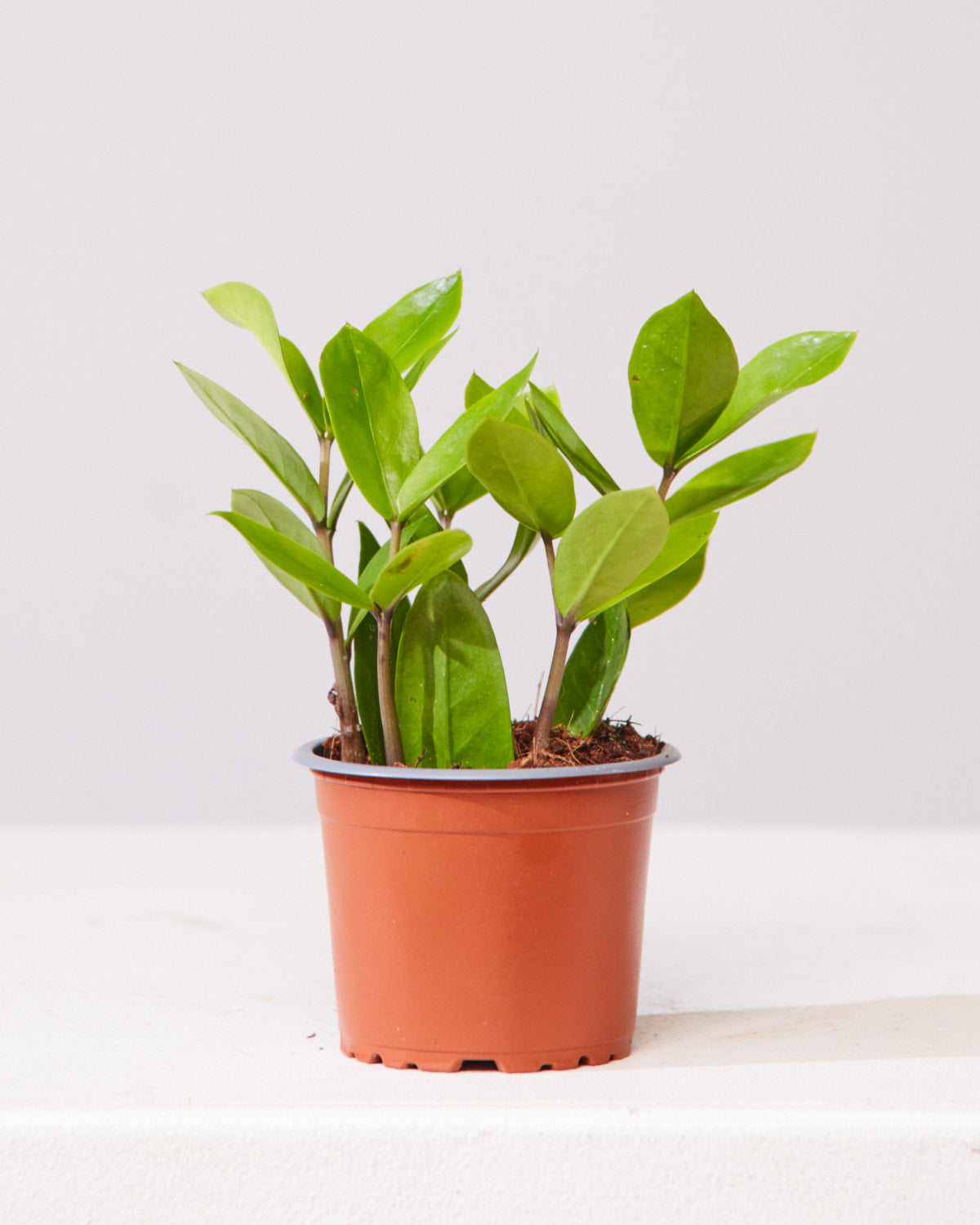 ZZ Plant: Zamioculcas zamiifolia - 4 inch pot