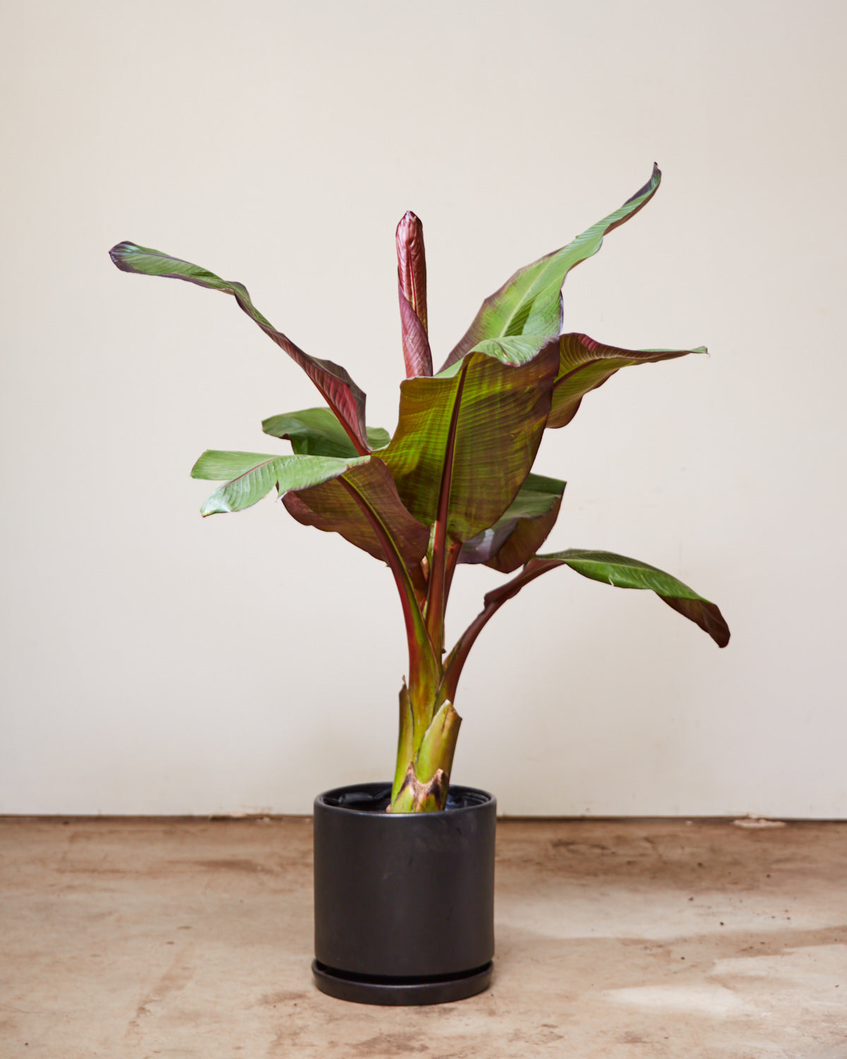 Red Abyssinian Banana Plant: Ensete ventricosum - 10 inch pot - 4-4.5 foot tall