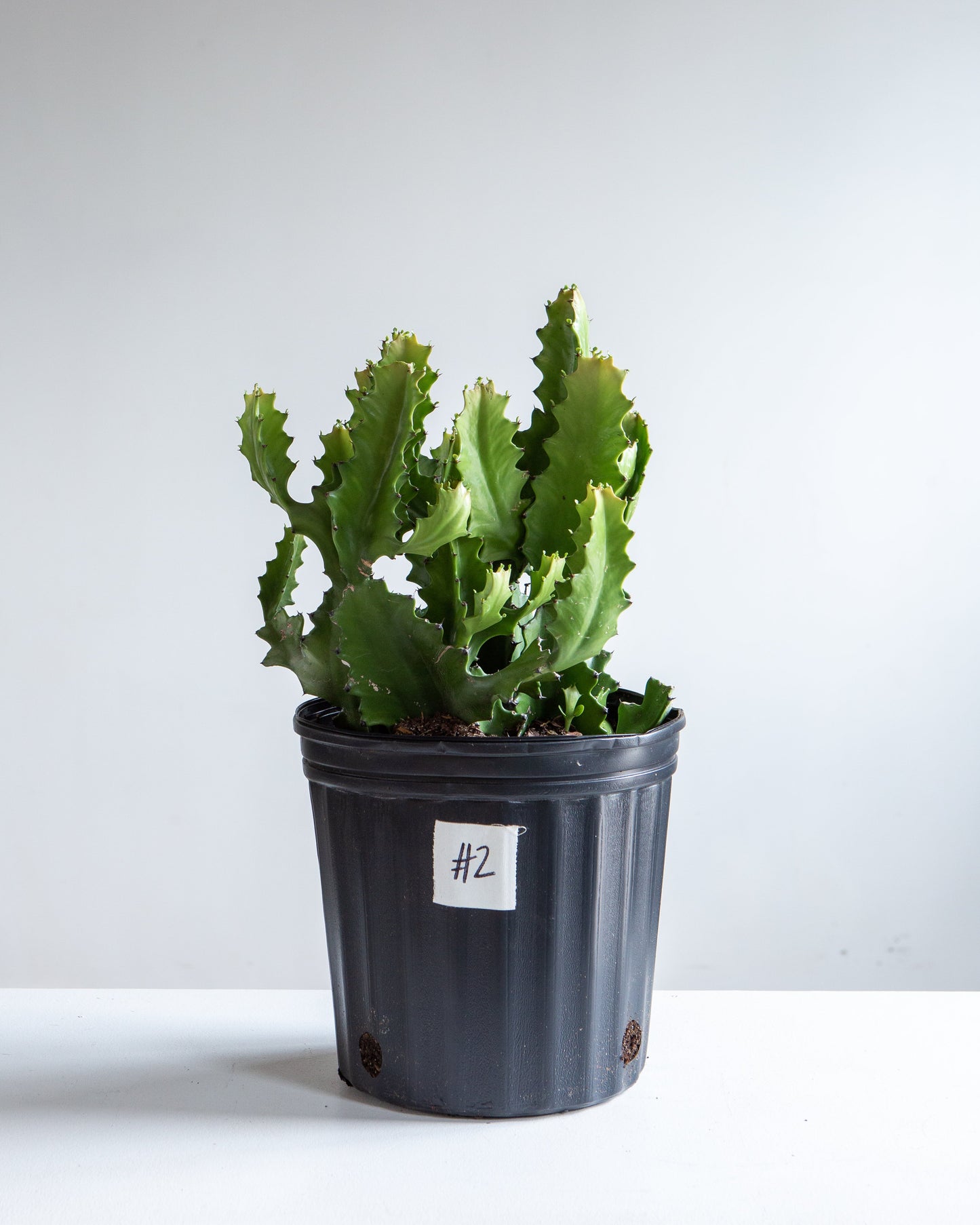 Candelabra Cactus: Euphorbia lactea - 10 inch pot - 2 foot tall