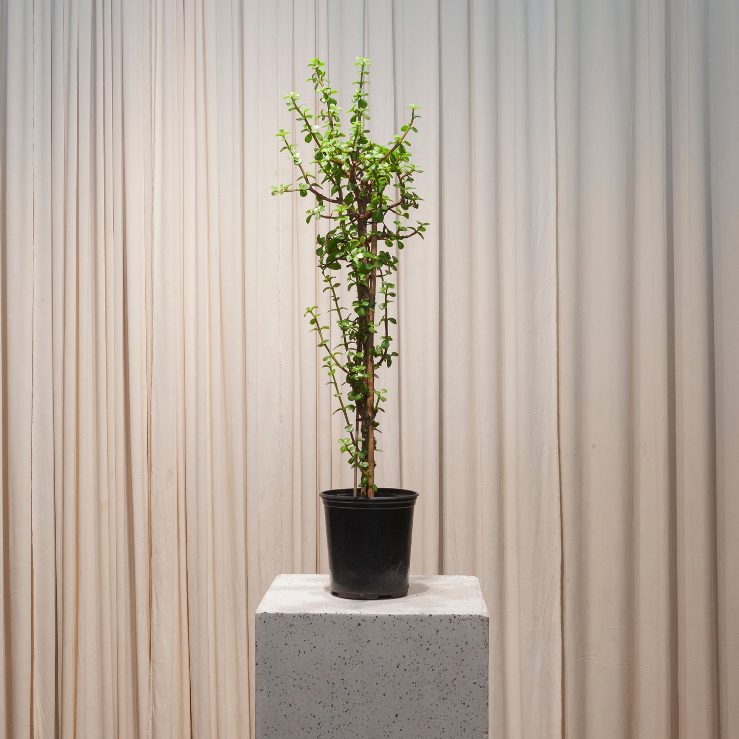 Tall Elephant Bush Jade: Portulacaria afra - 6 inch pot - 3 foot tall