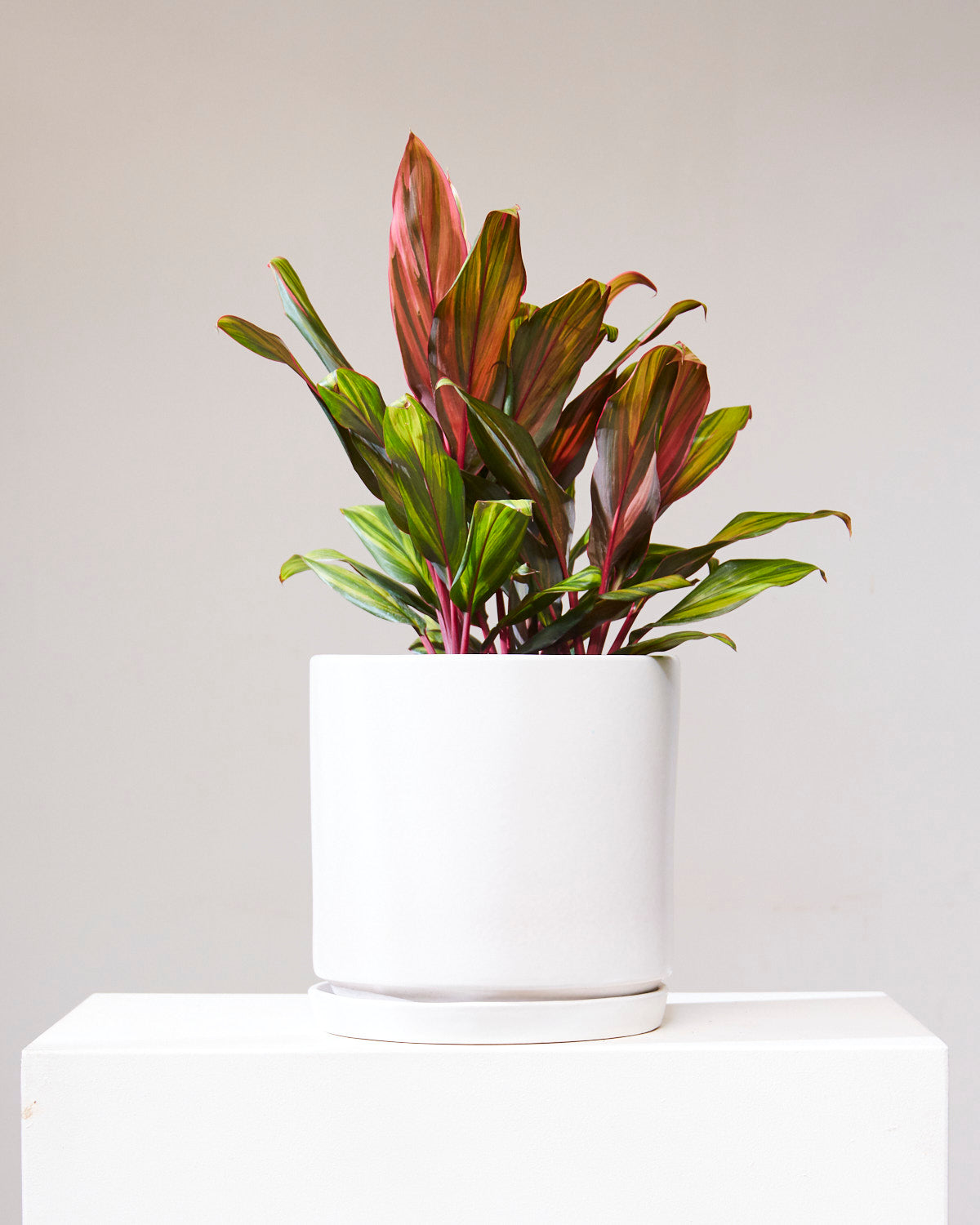 Harlequin Ti Plant: Cordyline fruticosa - 10 inch pot - 2-3 foot tall — indoor plant — indoor plant for sale by Promise Supply for delivery and pickup in Toronto.