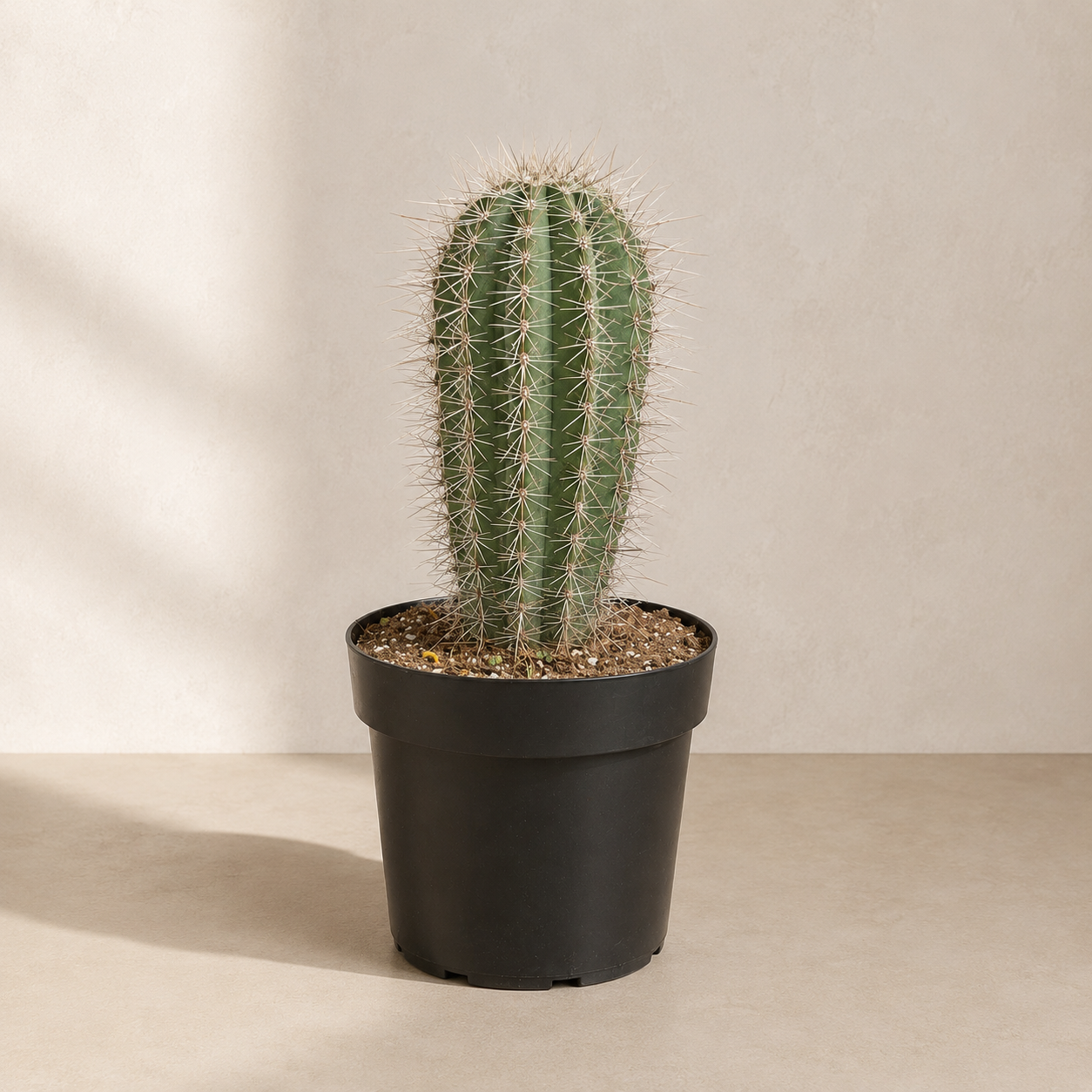 Elephant Cactus 'False Saguaro' - 10