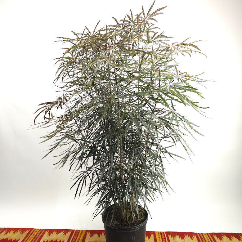 False Aralia: Plerandra elegantissima - 14 inch pot - 6 foot tall