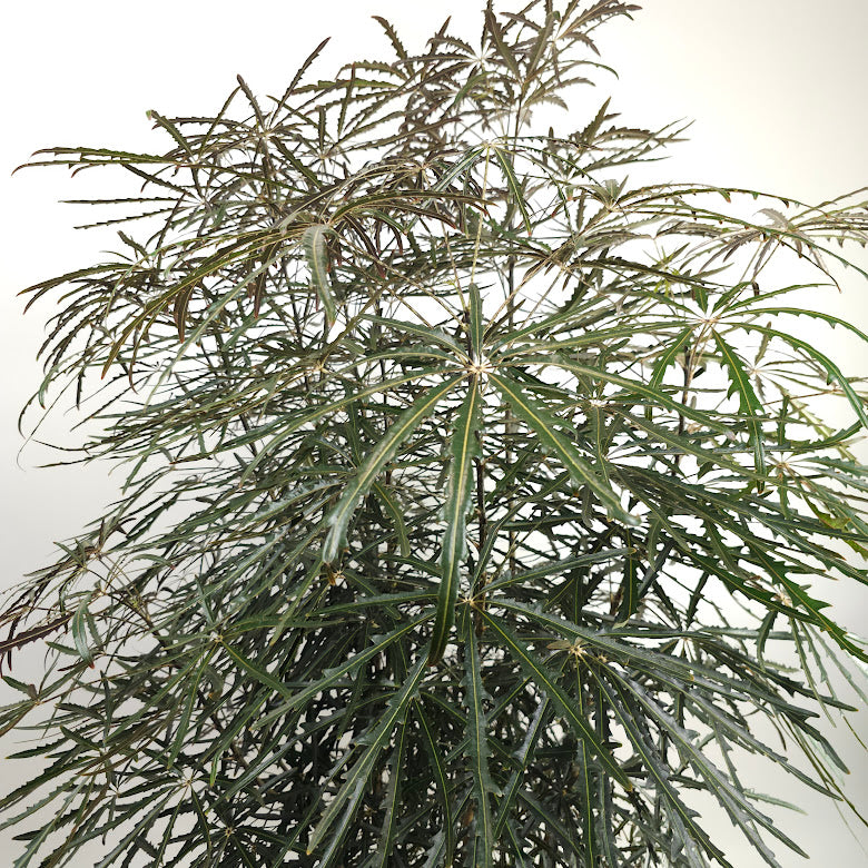 False Aralia: Plerandra elegantissima - 14 inch pot - 6 foot tall