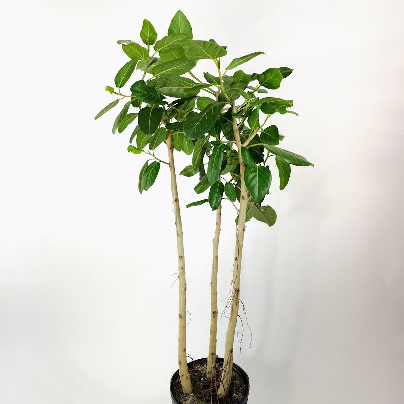 Ficus Audrey Multi-Column: Ficus benghalensis - 14 inch pot - 5.5-6 foot tall