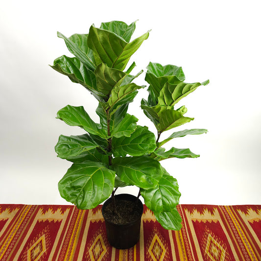 Fiddle Leaf Fig Bush: Ficus lyrata - 10 inch pot - 3-6 foot tall — plant in pot — indoor plant for sale by Promise Supply for delivery and pickup in Toronto.