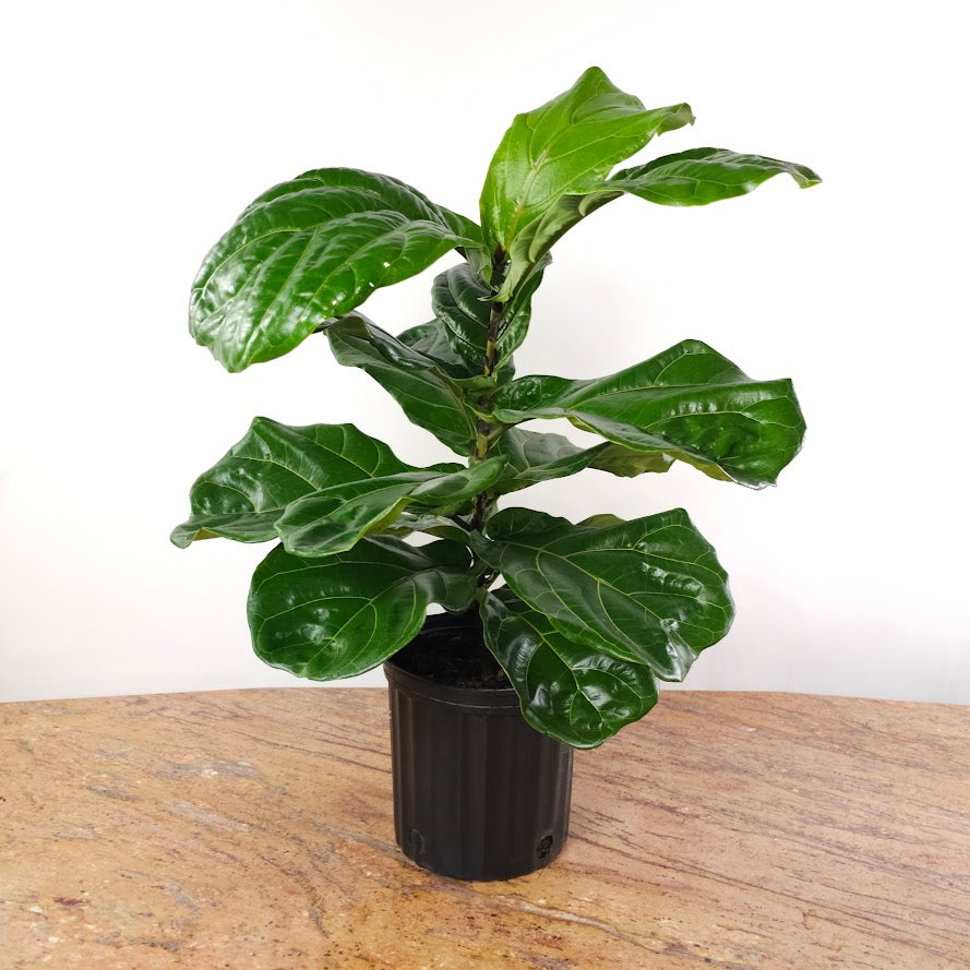 Fiddle Leaf Fig Column: Ficus lyrata - 10 inch pot - 2-5 foot tall — plant in pot — indoor plant for sale by Promise Supply for delivery and pickup in Toronto.
