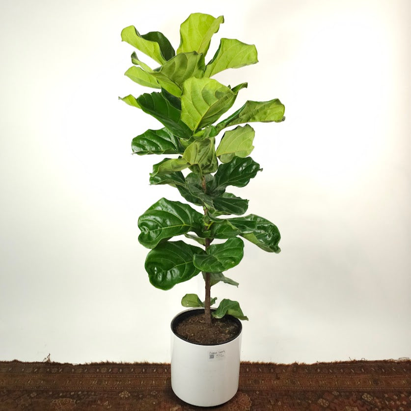 Fiddle Leaf Fig Column: Ficus lyrata - 12 inch pot - 5.5-6 foot tall — plant in pot — indoor plant for sale by Promise Supply for delivery and pickup in Toronto.