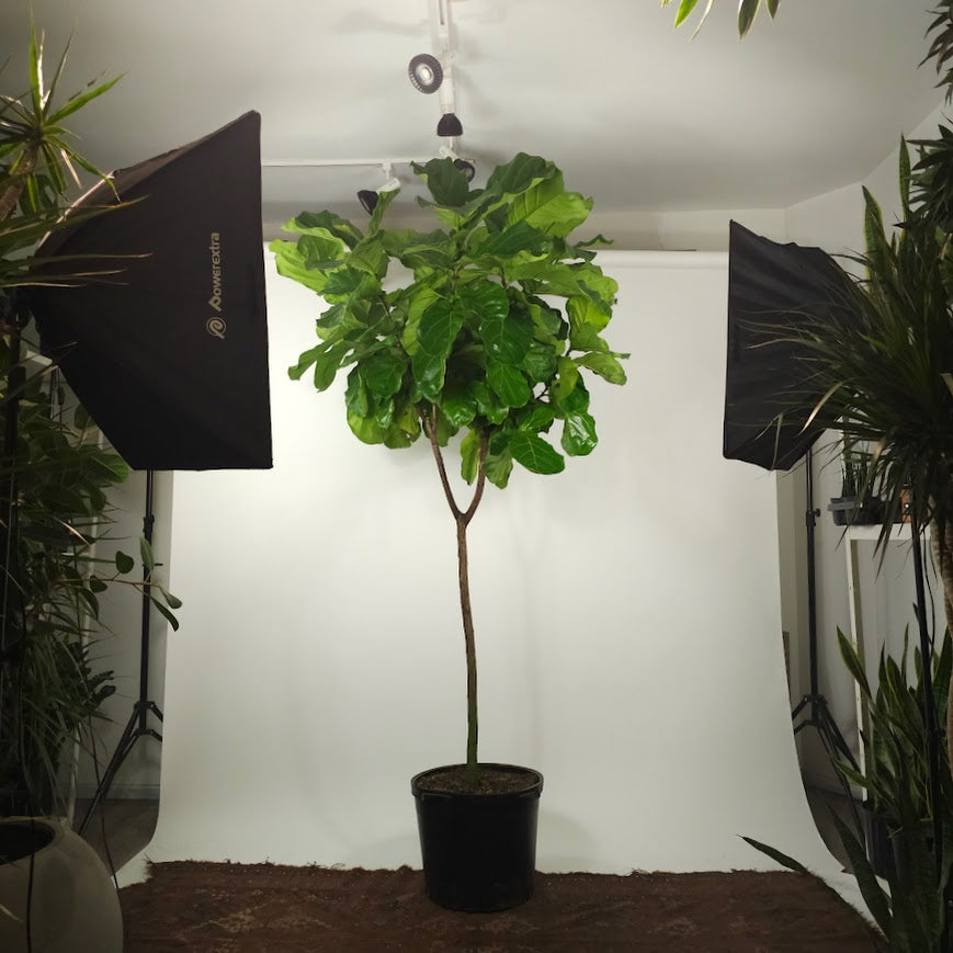 Fiddle Leaf Fig Tree: Ficus lyrata - 17 inch pot - 8-9 foot tall — plant in pot — indoor plant for sale by Promise Supply for delivery and pickup in Toronto.
