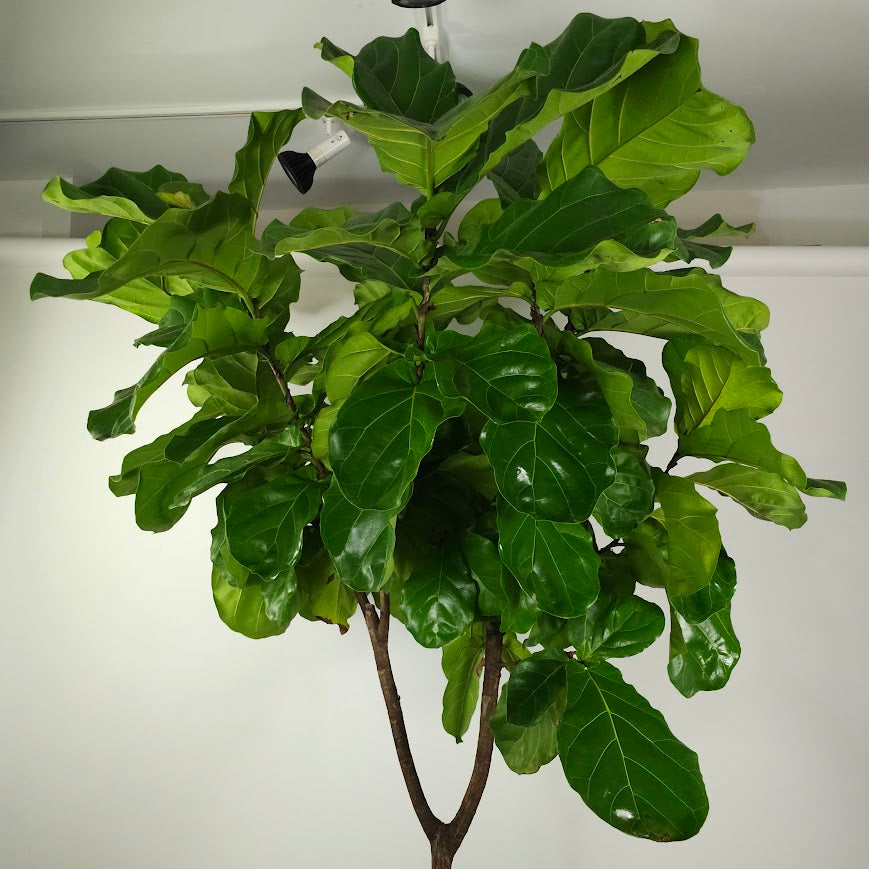 Fiddle Leaf Fig Tree: Ficus lyrata - 17 inch pot - 8-9 foot tall — close-up of foliage — indoor plant for sale by Promise Supply for delivery and pickup in Toronto.