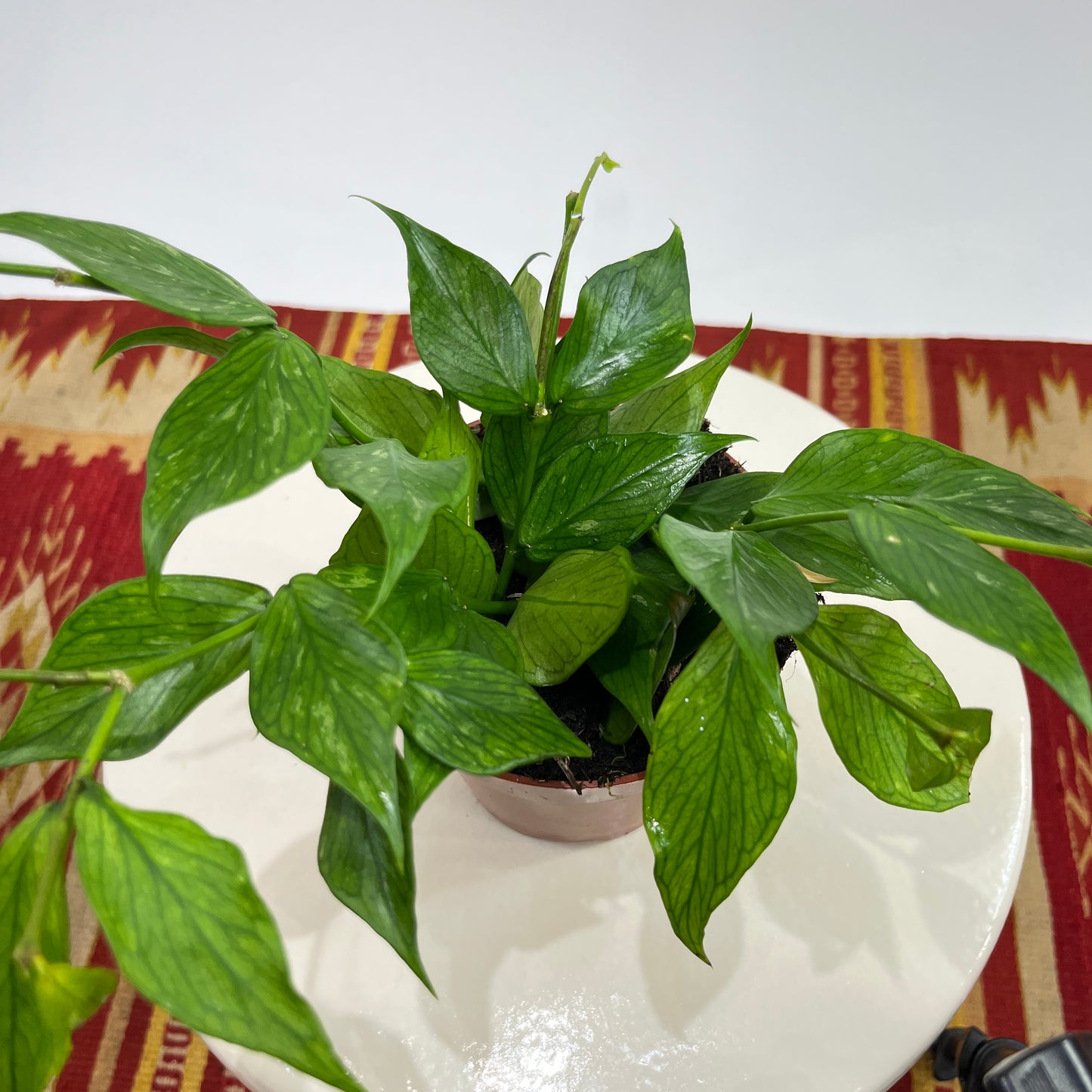 Fishtail Wax Plant: Hoya polyneura - 5 inch pot — close-up of foliage — indoor plant for sale by Promise Supply for delivery and pickup in Toronto.