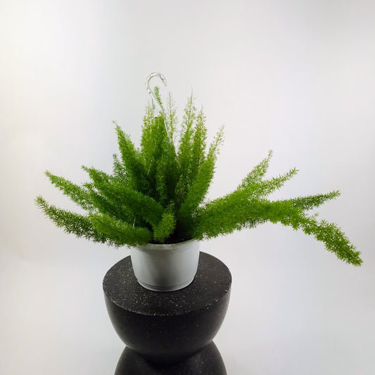 Foxtail Fern: Asparagus densiflorus - 10 inch hanging pot — plant in pot — indoor plant for sale by Promise Supply for delivery and pickup in Toronto.