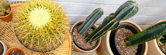 A collection of cacti in terracotta pots