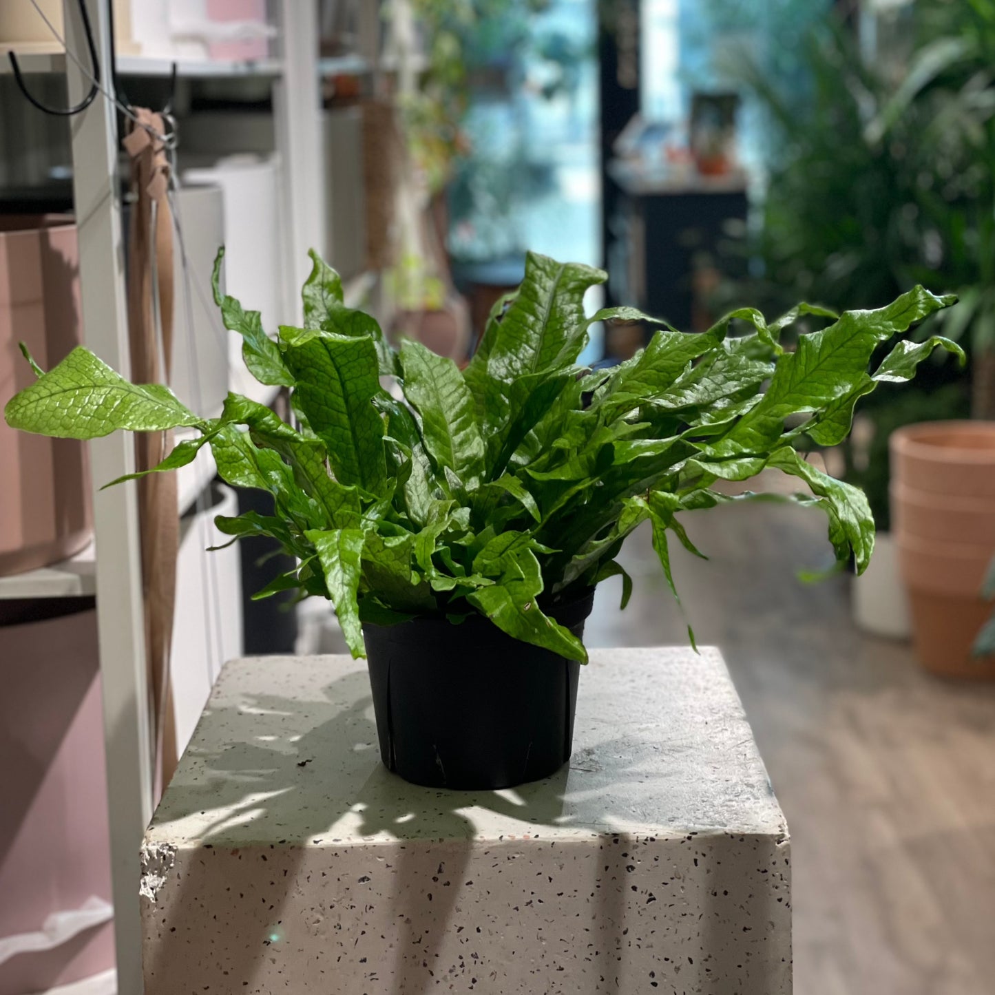 Crocodile Fern: Microsorum musifolium - 6 inch pot
