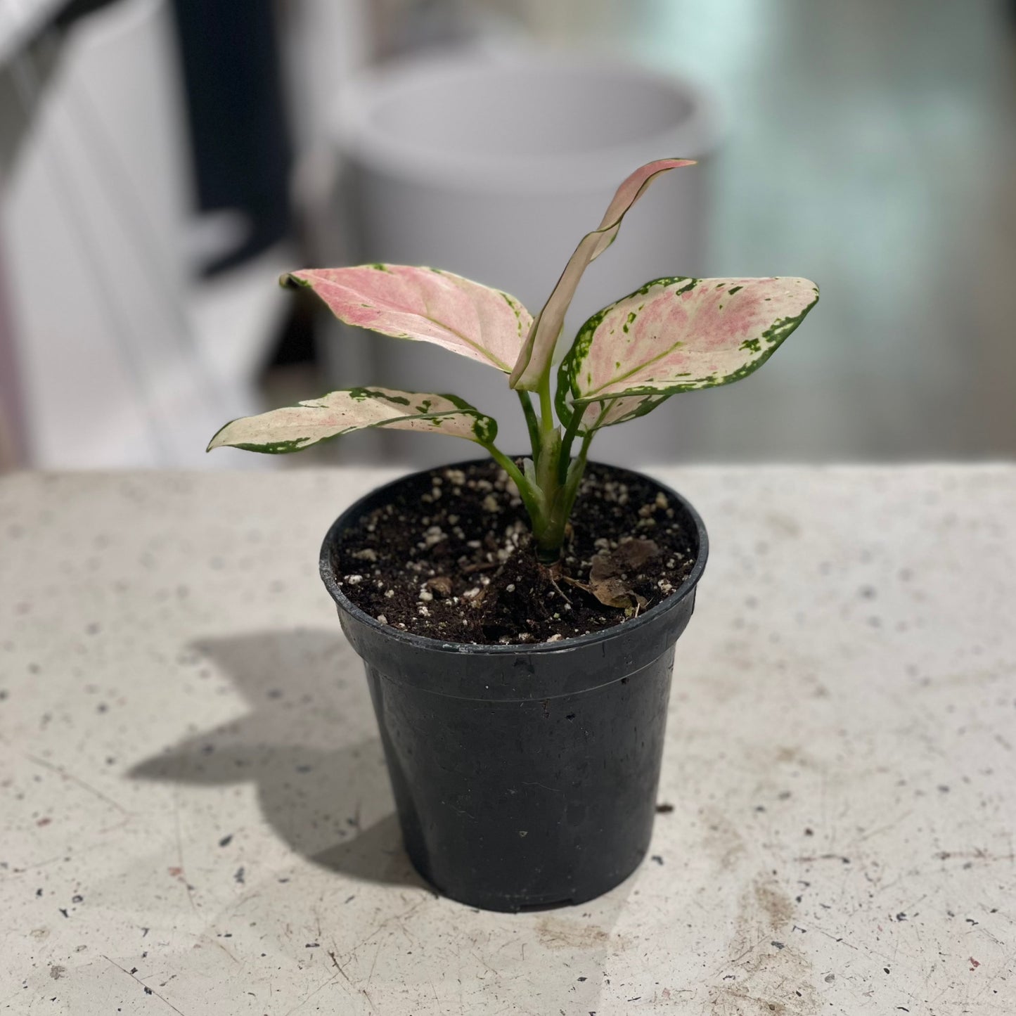 Geely Red Chinese Evergreen: Aglaonema - 4 inch pot — indoor plant — indoor plant for sale by Promise Supply for delivery and pickup in Toronto.