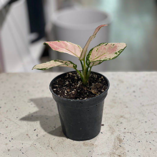 Geely Red Chinese Evergreen: Aglaonema - 4 inch pot