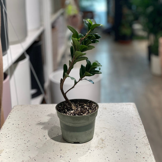 Ficus Moclame Bonsai: Ficus microcarpa - 4 inch pot — indoor plant — indoor plant for sale by Promise Supply for delivery and pickup in Toronto.