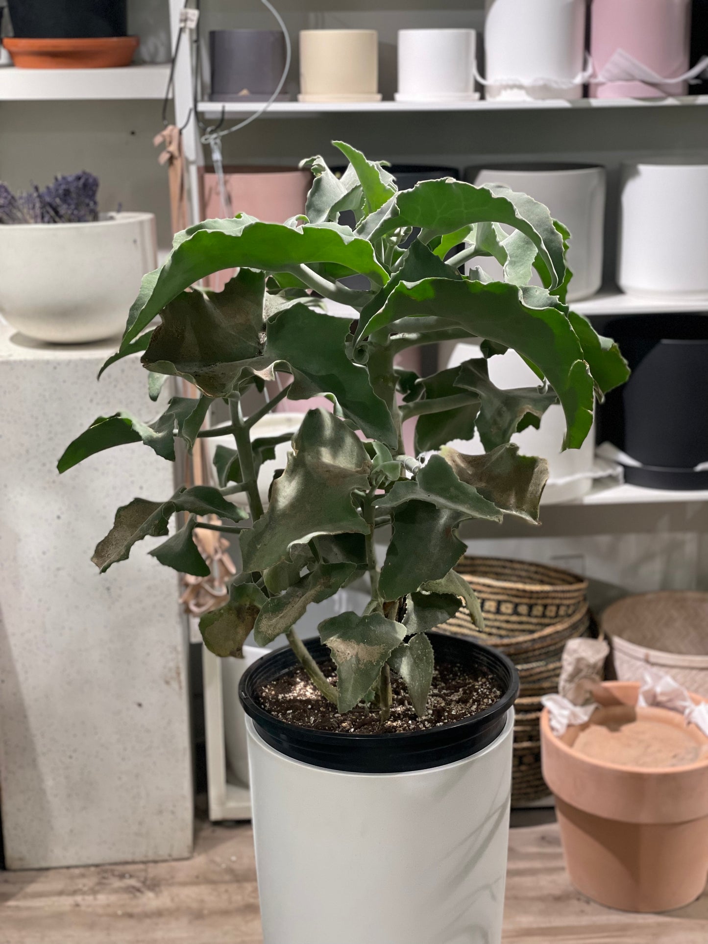 Felt Bush: Kalanchoe beharensis - 14 inch pot - 4 foot tall