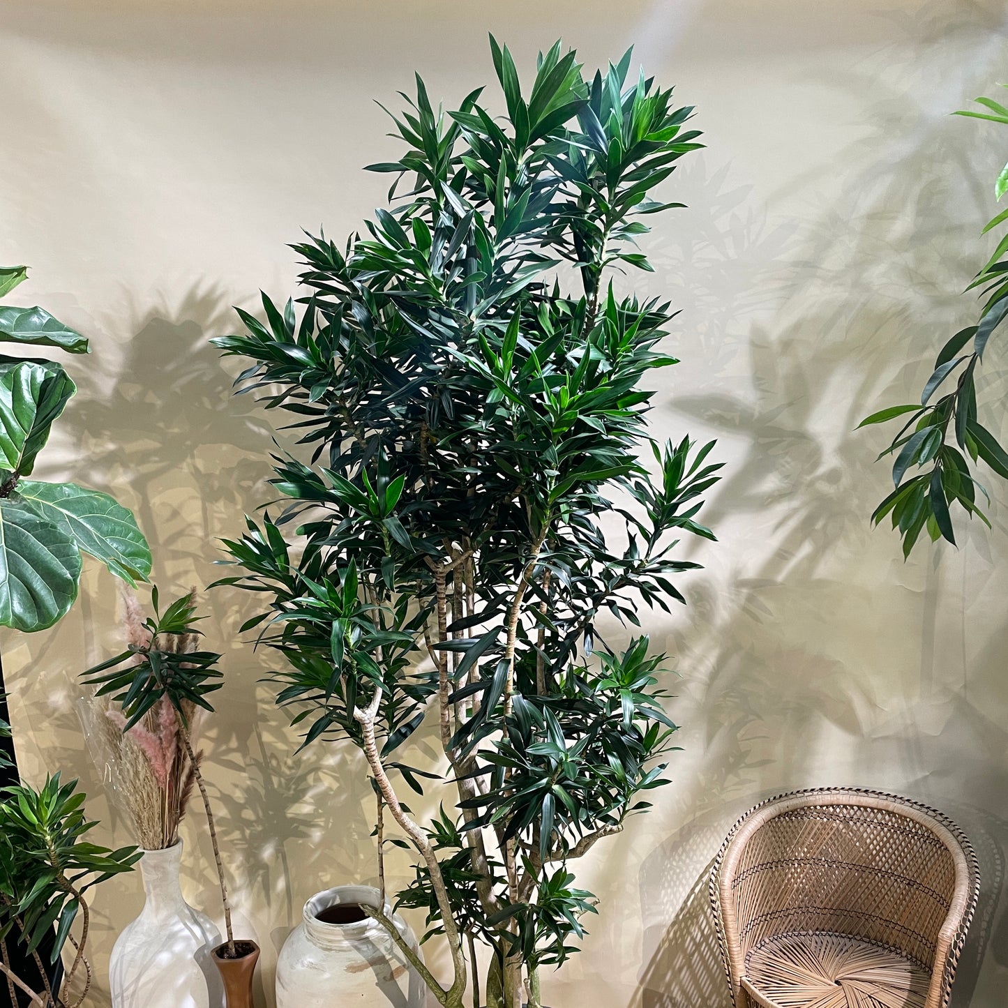 Pleomele: Dracaena reflexa - 17 inch pot - 6-8 foot tall