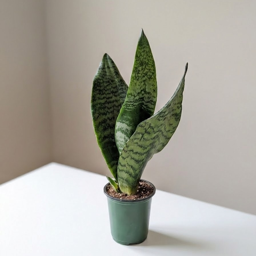 Futura Robusta Green Snake Plant: Sansevieria trifasciata 'Zeylanica' - 4 inch pot — indoor plant for sale by Promise Supply for delivery and pickup in Toronto.
