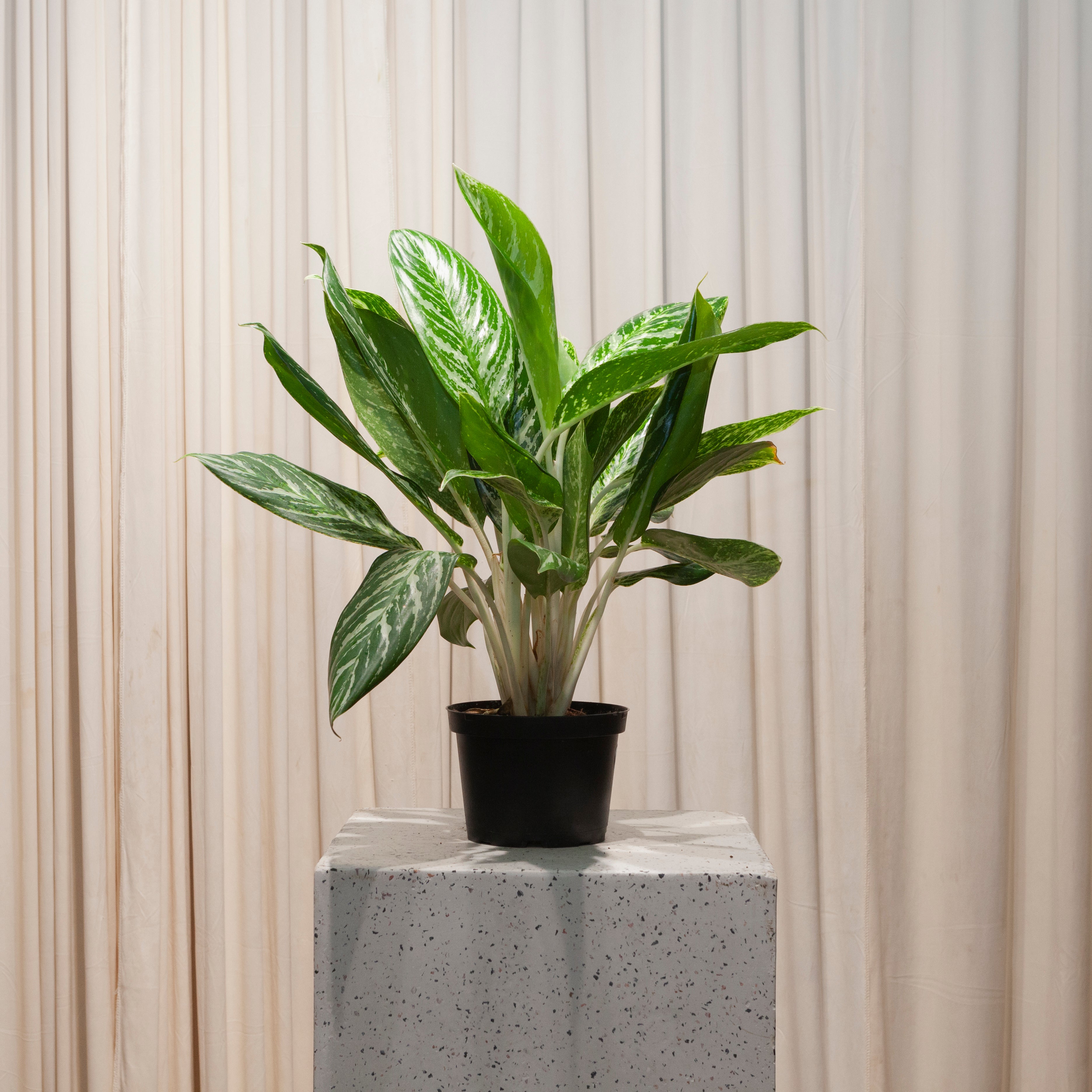 aglaonema golden madonna poison Golden Madonna Chinese Evergreen - 6" Pot