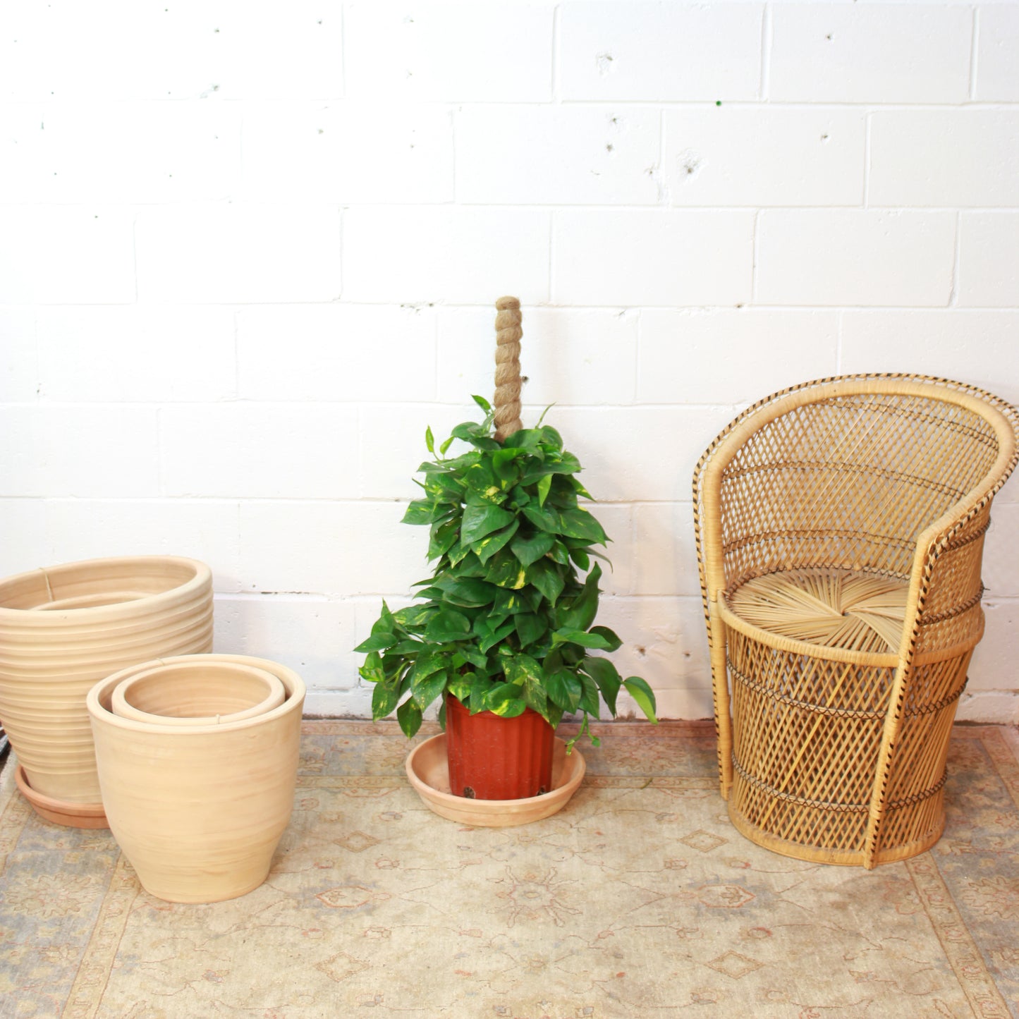 Golden Pothos Totem: Epipremnum aureum - 8 inch pot - 2-3 foot tall