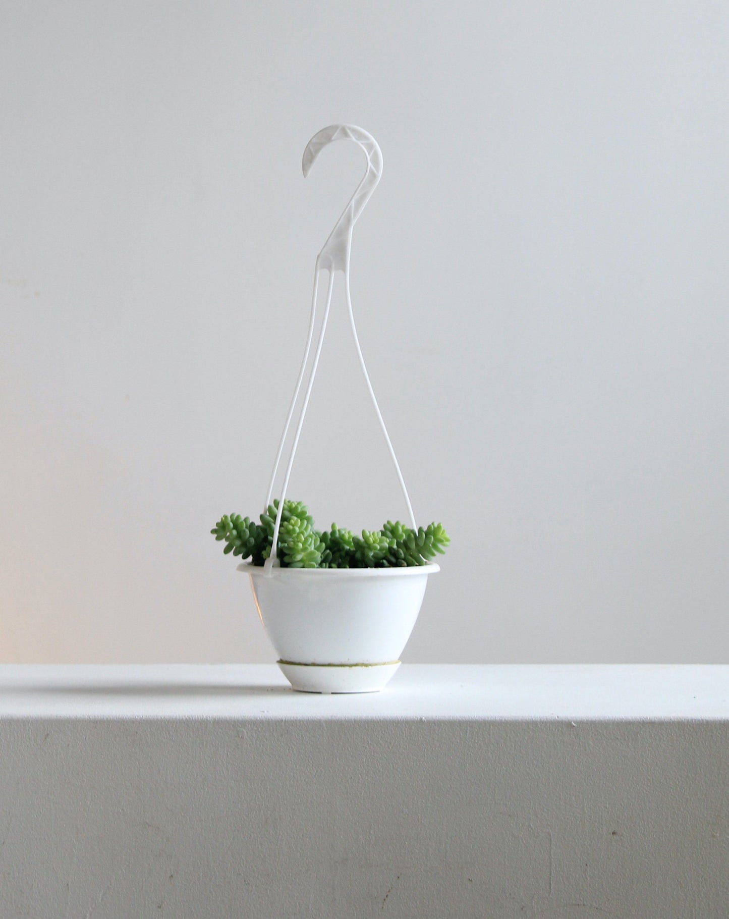 Burro's Tail: Sedum morganianum - 5 inch hanging basket — indoor plant — indoor plant for sale by Promise Supply for delivery and pickup in Toronto.