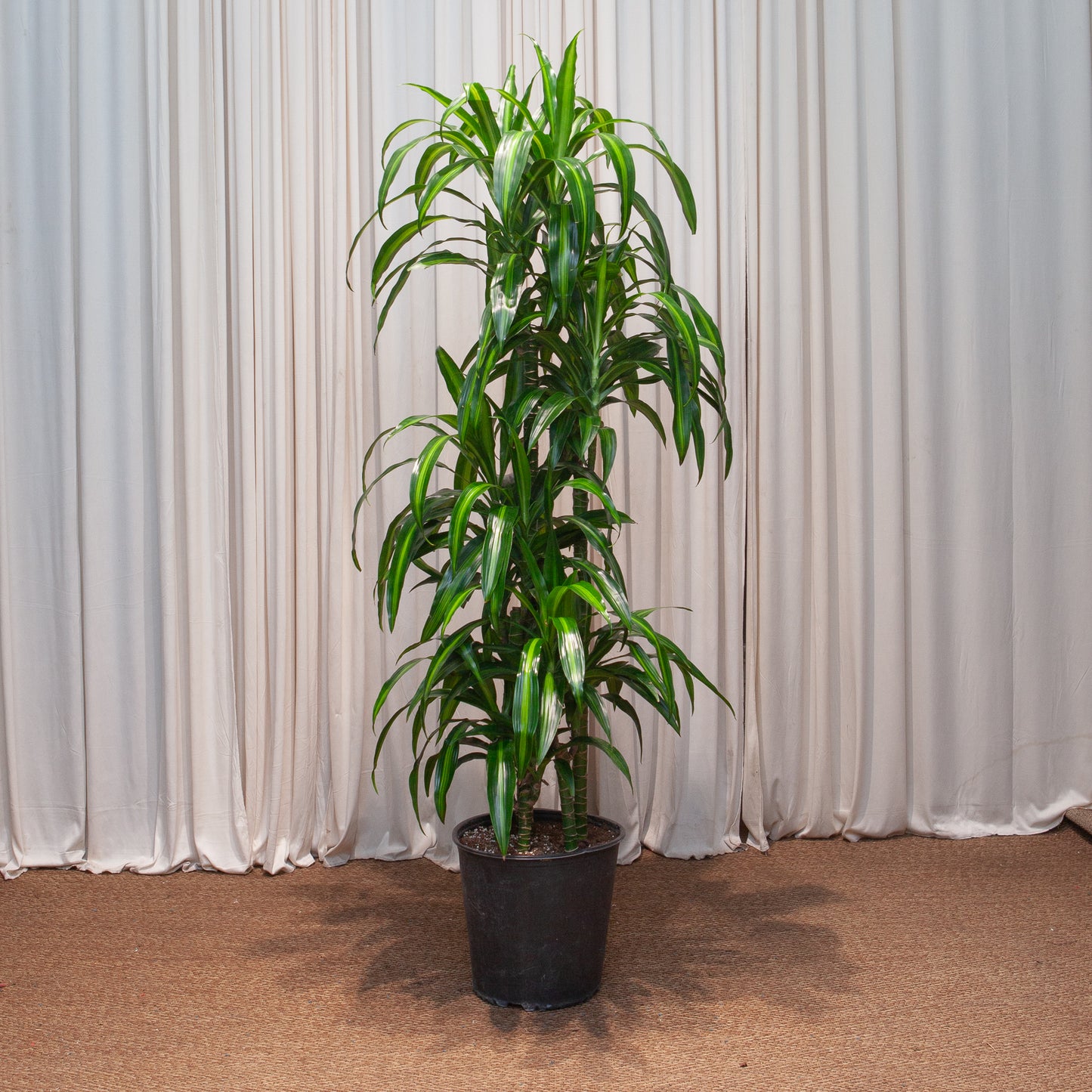 Hawaiian Sunshine Staggered Cane: Dracaena fragrans - 12 inch pot - 6 foot tall