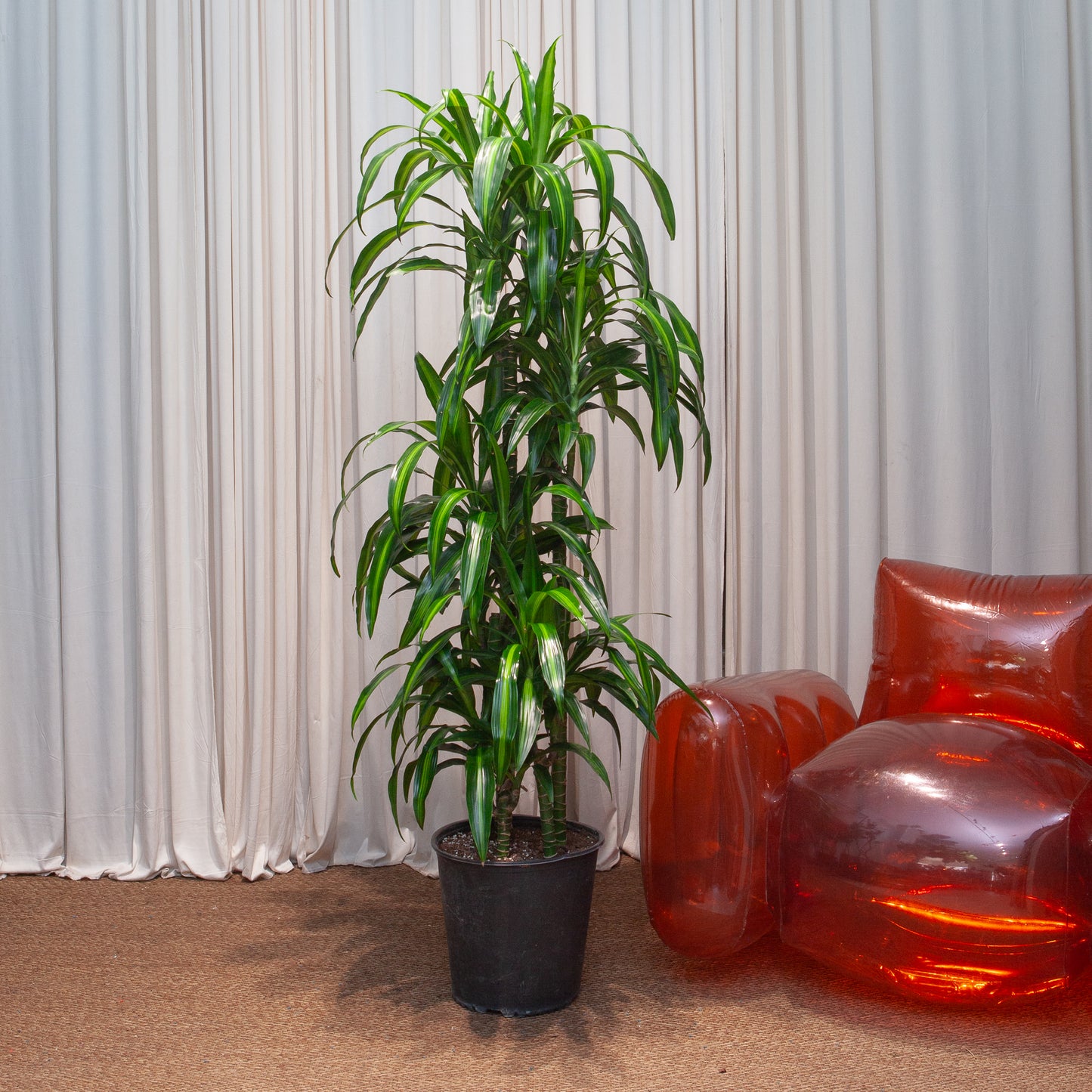 Hawaiian Sunshine Staggered Cane: Dracaena fragrans - 12 inch pot - 6 foot tall