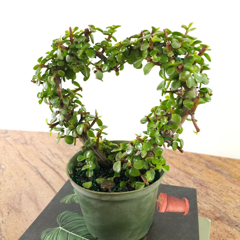 Heart Elephant Bush Jade Bonsai: Portulacaria afra - 6 inch pot — close-up of foliage — indoor plant for sale by Promise Supply for delivery and pickup in Toronto.
