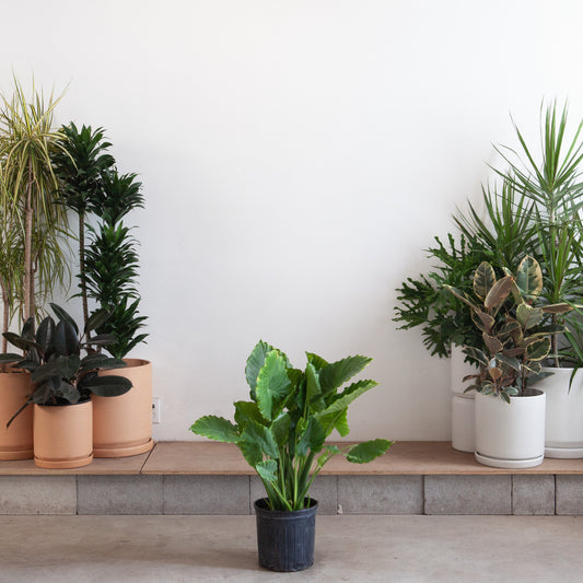 California Elephant Ear: Alocasia odora - 10 inch pot - 2-3 foot tall — indoor plant — indoor plant for sale by Promise Supply for delivery and pickup in Toronto.