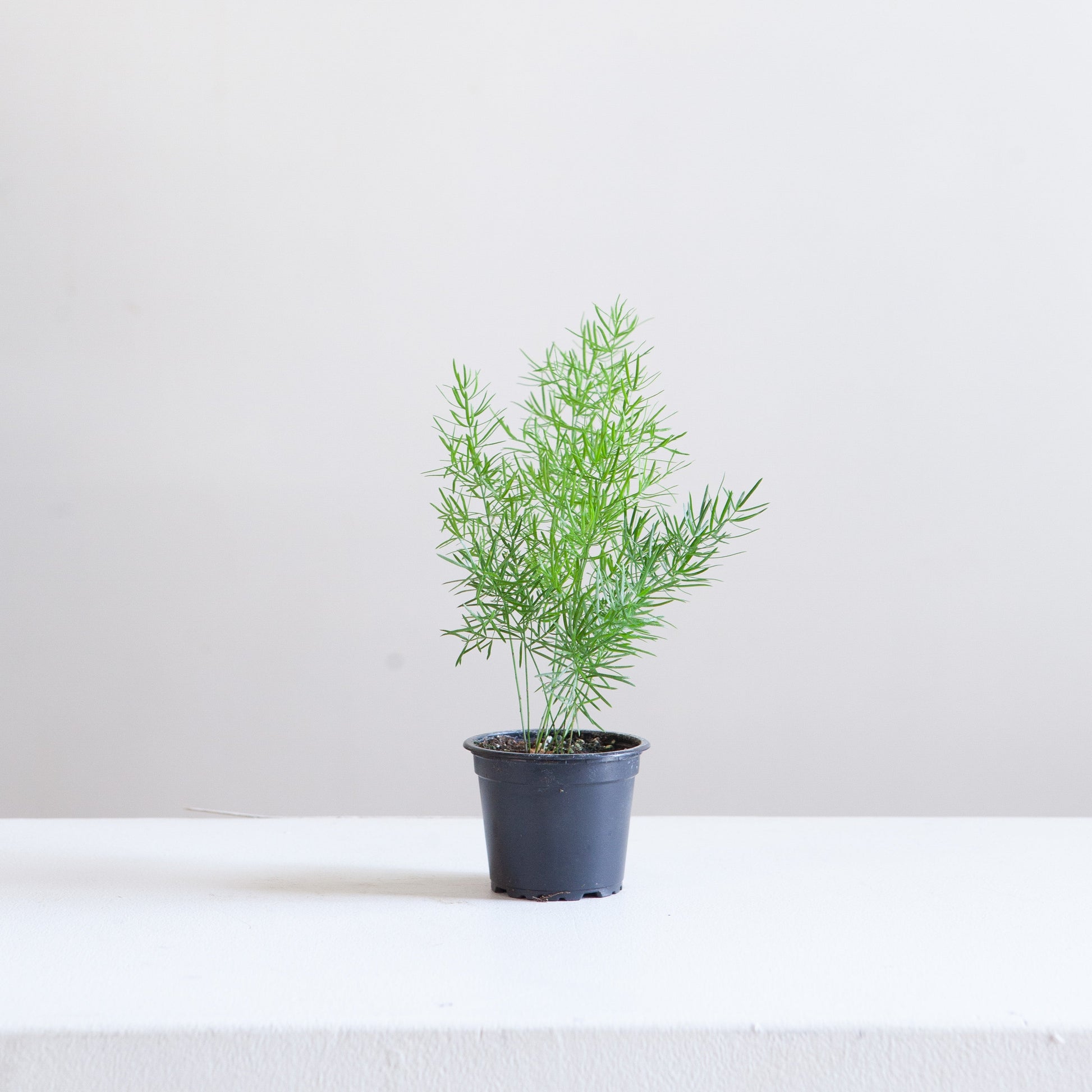 Foxtail Fern: Asparagus densiflorus - 4 inch pot — indoor plant — indoor plant for sale by Promise Supply for delivery and pickup in Toronto.