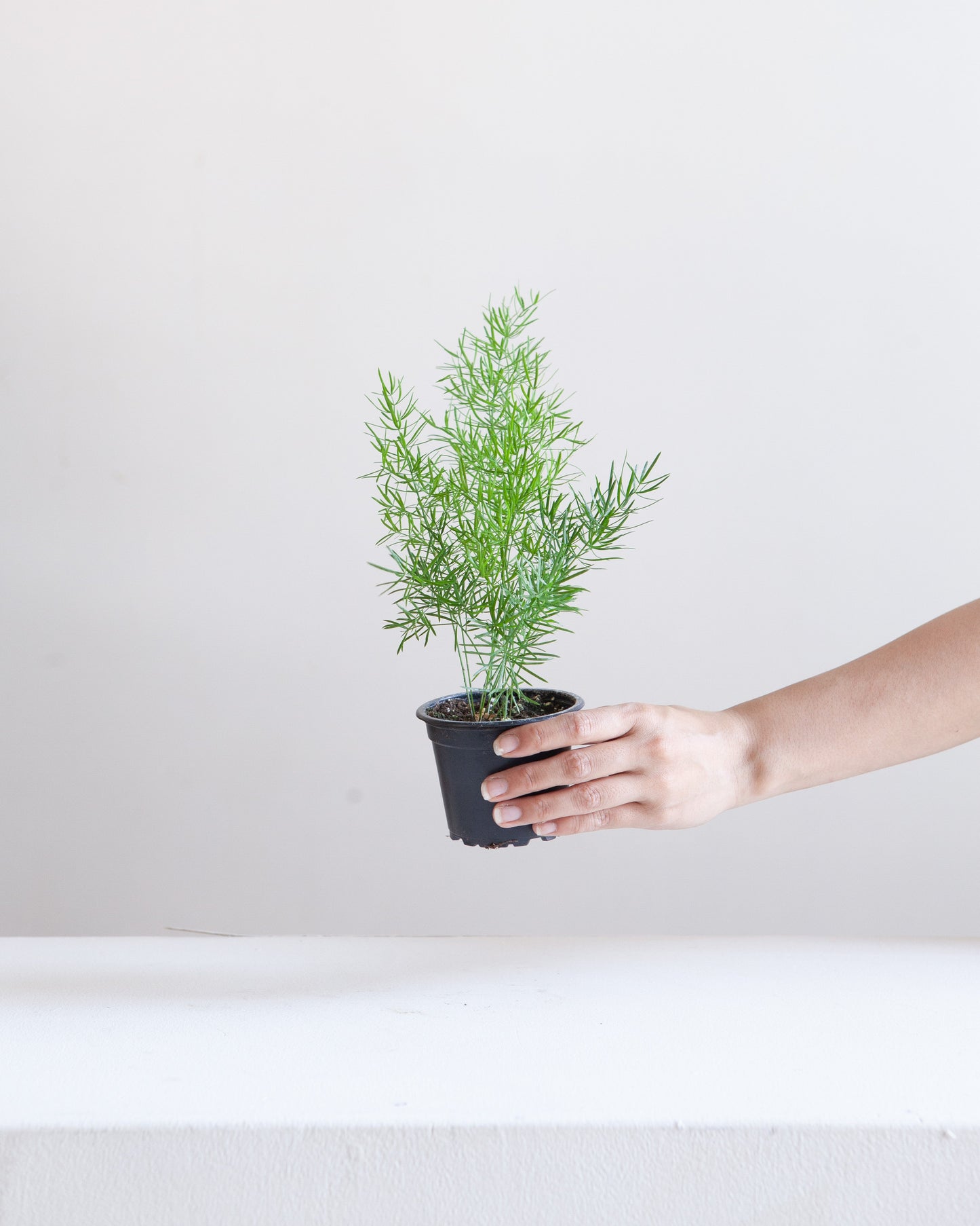 Foxtail Fern: Asparagus densiflorus - 4 inch pot