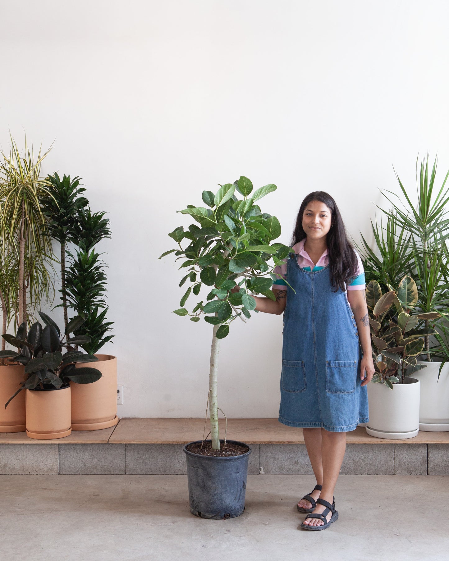 Ficus Audrey: Ficus benghalensis - 14 inch pot - 5-8 foot tall