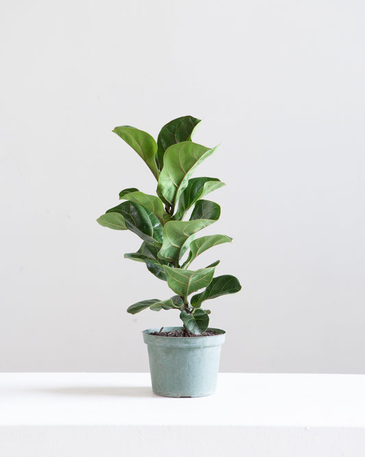 Small Leaf Fiddle Leaf Fig: Ficus lyrata 'Bambino' - 6 inch pot — indoor plant — indoor plant for sale by Promise Supply for delivery and pickup in Toronto.