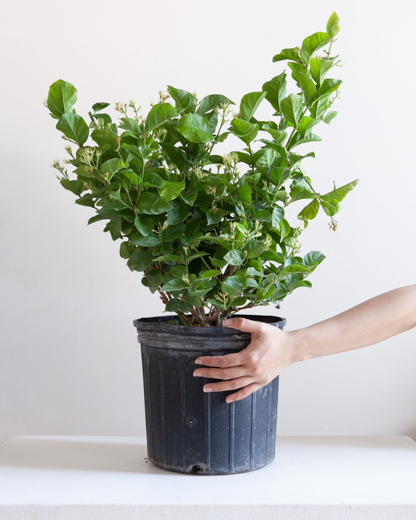 Maid of Orleans Jasmine: Jasminum sambac - 10 inch pot - 2-3 foot tall — indoor plant — indoor plant for sale by Promise Supply for delivery and pickup in Toronto.